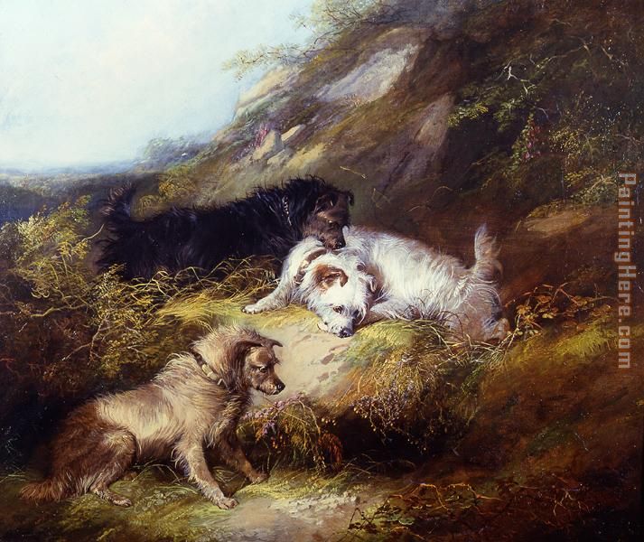 Terriers Rabbiting painting - George Armfield Terriers Rabbiting art painting